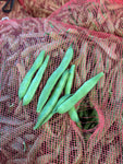 Flat Beans (QC)