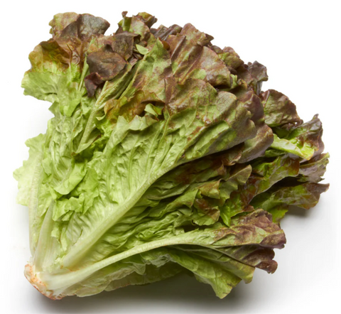 Red Leaf Lettuce CASE 24s