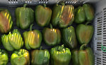 GREEN PEPPER SUNTAN