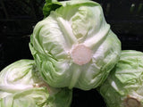 GREEN CABBAGE