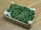 Broccoli 18 Count