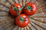 Tomato, 6x6, Beefsteak